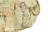 Fossil Oreodont (Eporeodon) Skull - South Dakota #281481-8